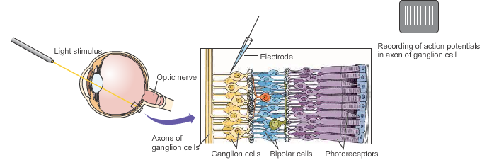 Introduction to Cortical Neurons